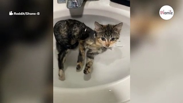 Kociak zakrada się do łazienki. Kiedy opiekun wchodzi do środka, nie wierzy własnym oczom