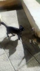 Cat Video Like and share