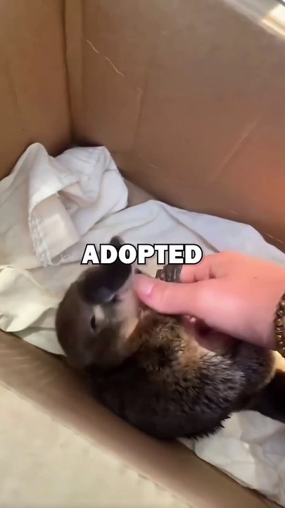 PLATYPUS RESCUE AND RELEASE! #animals #cuteanimals #animalstories #pets #animalrescue