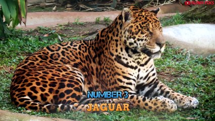 Top 10 Strongest Predators In The Wild - Prey VS Predator#PreyVsPredator #BlondiFoks