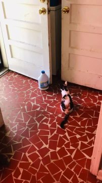 Cat Starts Fight With Another Cat