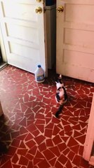 Cat Starts Fight With Another Cat