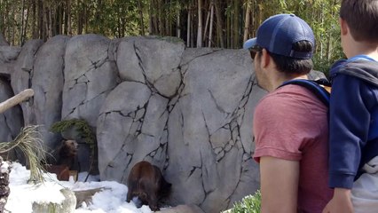 Check Out These Amazing Grizzly Bears Getting a Taste of Winter