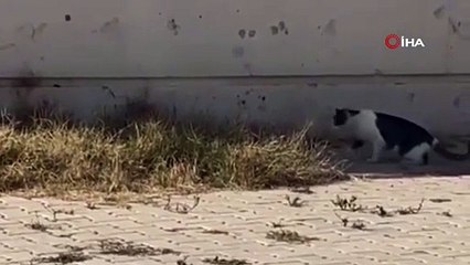 Kediyi pes ettiren cüsseli fare!