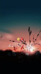 Beautiful Islamic video🌹 #islamicquotes #islamics