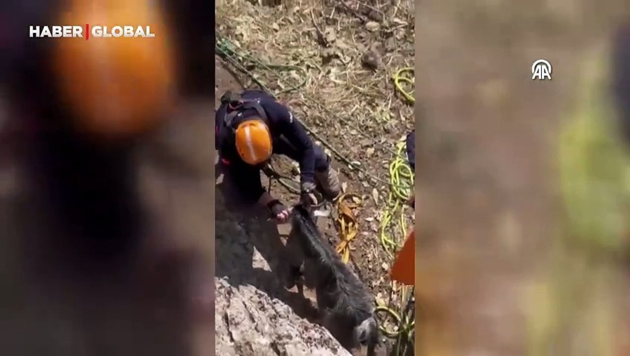 Kayalıklarda mahsur kalan keçileri AFAD'dan yardım eli