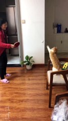 Only Cats Can Defeat Asians