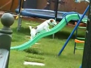 Un chien fait du toboggan