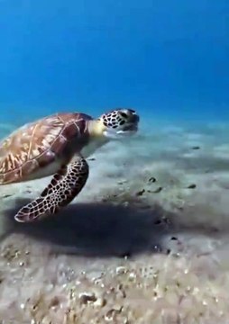 Cette tortue n'a pas aimé son repas