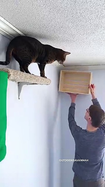 I Built A Cat Wall Playground