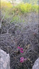 Ajmer #Samrat Prithviraj Chauhan Smark #Rajasthan