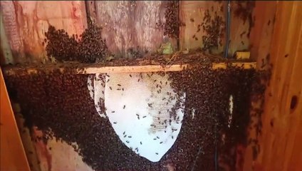 Defesa Civil remove enxame de abelhas de residência em São Salvador