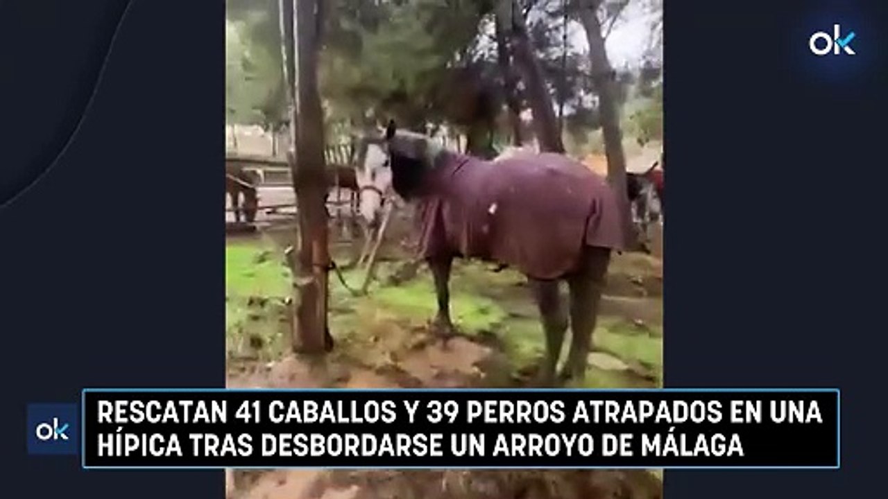 Rescatan 41 caballos y 39 perros atrapados en una hípica tras desbordarse un arroyo de Málaga