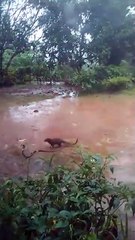 Videos | Short video | funny | cobra | snake | newla | fighting