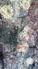 Taragarh fort Ajmer Rajasthan