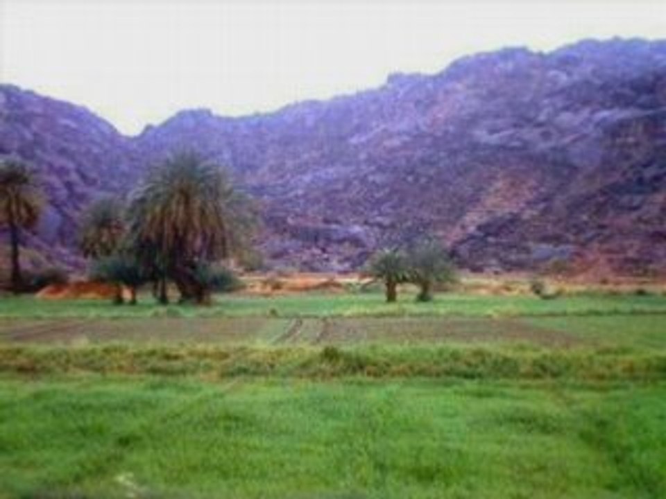 Dandan From Najran
