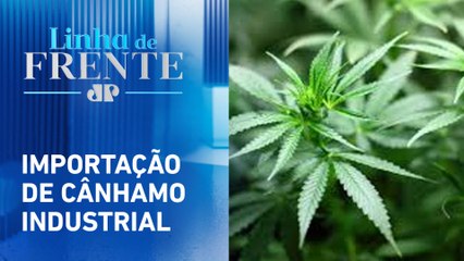 STF julga o uso medicinal da cannabis para empresas | LINHA DE FRENTE