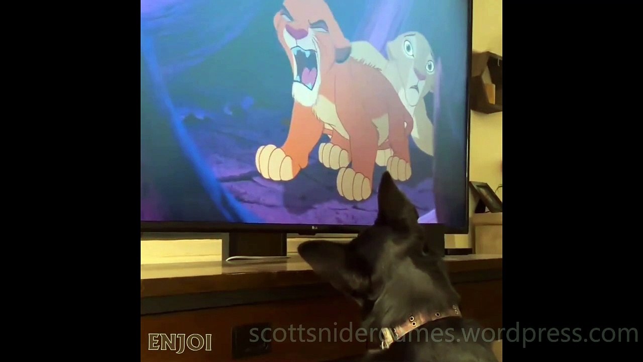 Dog Funny Video #26 (11-13-2024)