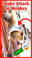 A Snake Attack on a Monkey 😭 king cobra 😱 #shorts #shortsfeed #snakeattack #monkey #cobra 😂