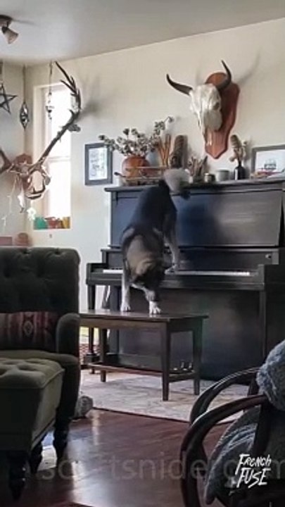 Dog Funny Video #29 (11-13-2024)
