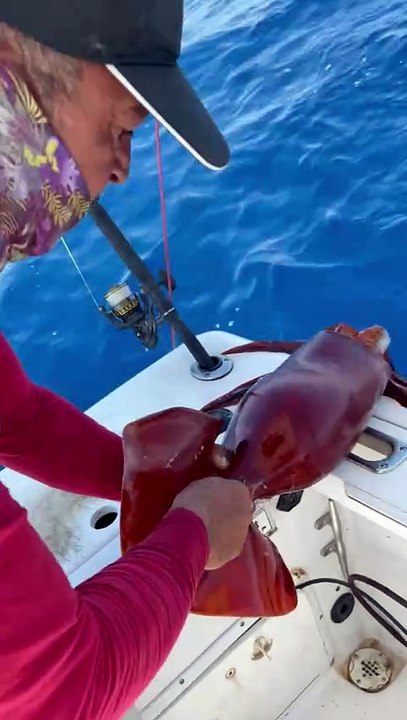 Giant Squid Monster 😱💥