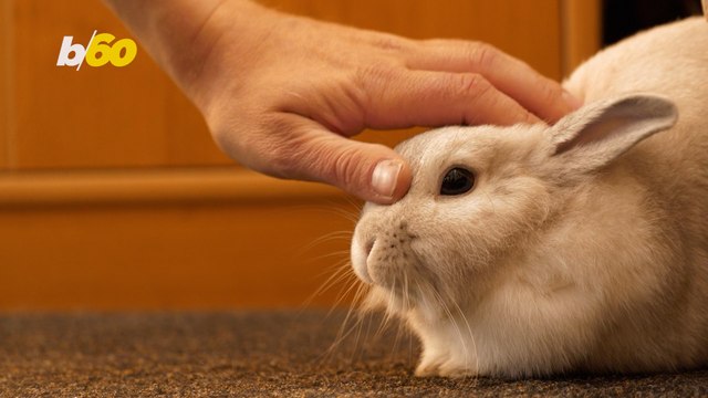 Saving Bunnies Is What This Animal Lover Dedicates Her Life To