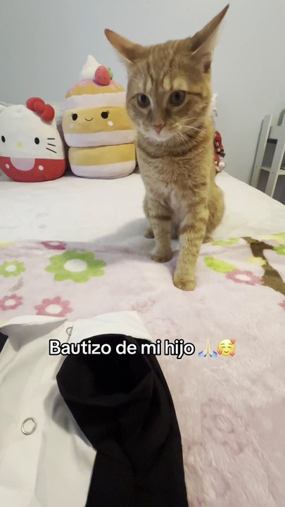 gatito