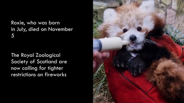 Edinburgh Zoo’s baby red panda likely died from stress caused by fireworks vets say