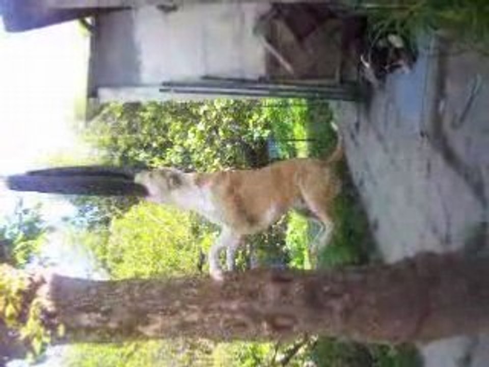 Bailey se fait les dents sur un pneu