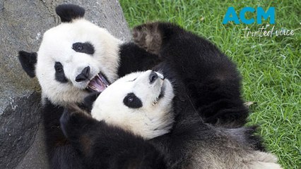 Pandas Wang Wang and Fu Ni say goodbye to Australia after 15 years