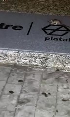 Rato invade colégio de elite em Lauro de Freitas e causa pânico entre alunos