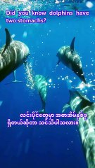 Dolphins Have TWO Stomachs? | Amazing Dolphin Facts