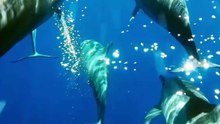 Dolphins Have TWO Stomachs? | Amazing Dolphin Facts