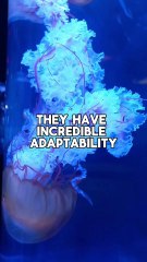 did you know jellyfish was one of the older creature on earth?
