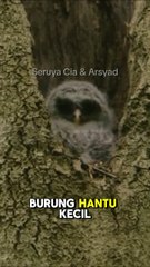kisah anak burung hantu terselamatkan