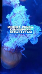 ubur ubur makhluk tertua di bumi