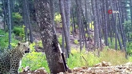 Nesli tükendi sanılan Anadolu Parsı bir kez daha görüntülendi