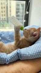 si oyen lagi minum susu