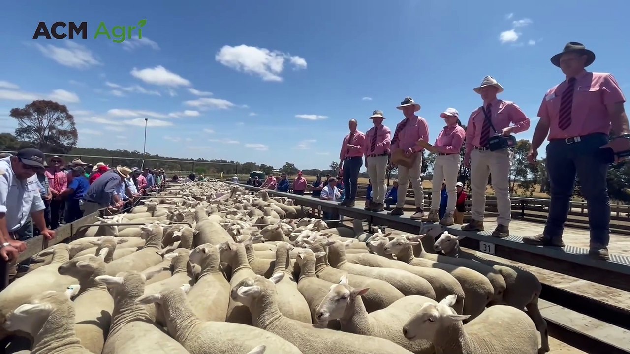 Naracoorte first cross ewes sell to $386