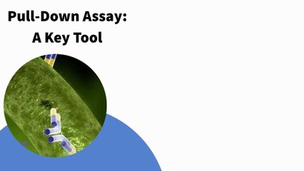 Fusion Protein Interaction Analysis Service