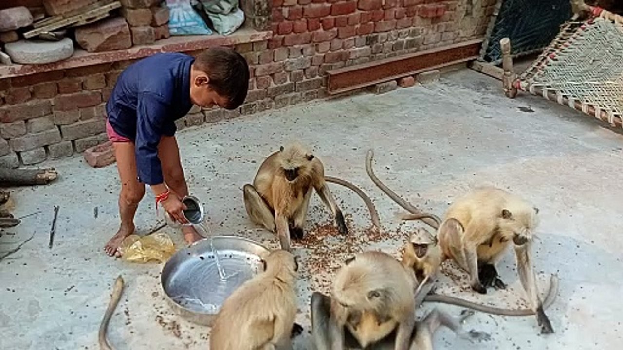 Feeding hungry monkeys