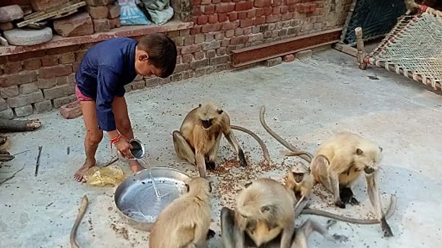 Feeding hungry monkeys