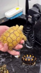 Chinese TikTok-DIY Magic: Create Something Amazing