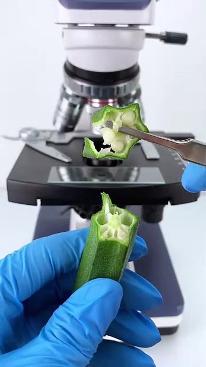 Penelitian zoom