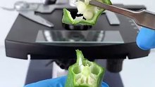 Penelitian zoom