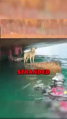 SAVING DOG! #animals #cuteanimals #animalstories #pets #cute
