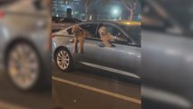 Graban a a dos Golden Retriever asomados a las ventanillas de los coches y parece una película de ficción