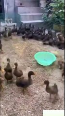 Funny and Weird Animals | Animal Videos
