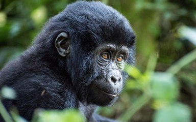 Salvare la biodiversità: parte la campagna Adozioni WWF