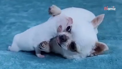 Video von Chihuahua und seinem Welpen löst garantiert einen Zuckerschock aus!